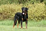 BEAUCERON 960